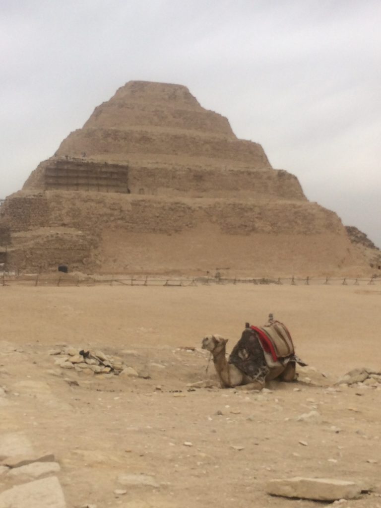 Camel sitting in front of Djoser’s Step Pyramid at Saqqara
